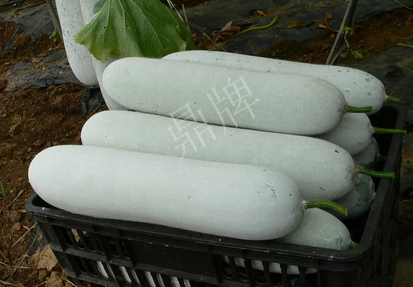 這個(gè)品種太優(yōu)秀了！耐儲(chǔ)耐運(yùn)，適合大面積種植，菜農(nóng)瓜販都喜歡