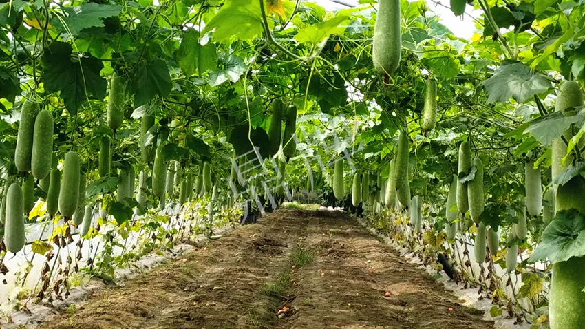 什么品種的冬瓜按個(gè)買？?jī)r(jià)格是同期黑皮冬瓜五倍