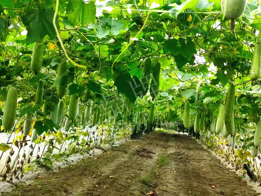 什么品種的冬瓜按個(gè)買？?jī)r(jià)格是同期黑皮冬瓜五倍