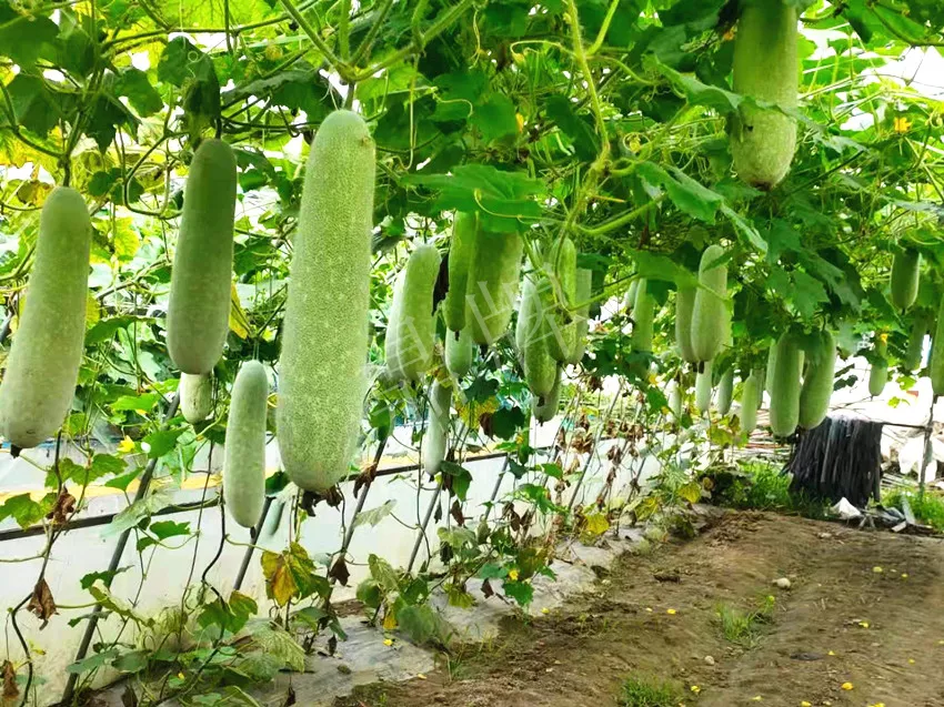 什么品種的冬瓜按個(gè)買？?jī)r(jià)格是同期黑皮冬瓜五倍