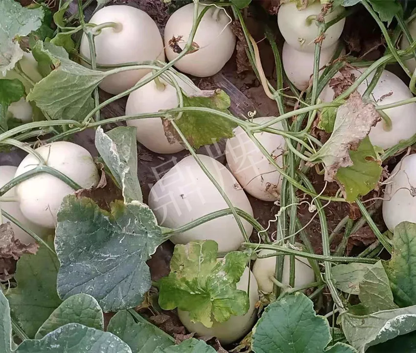 河南焦作的李向林今年種植甜瓜新品種，客戶直接拉貨走人