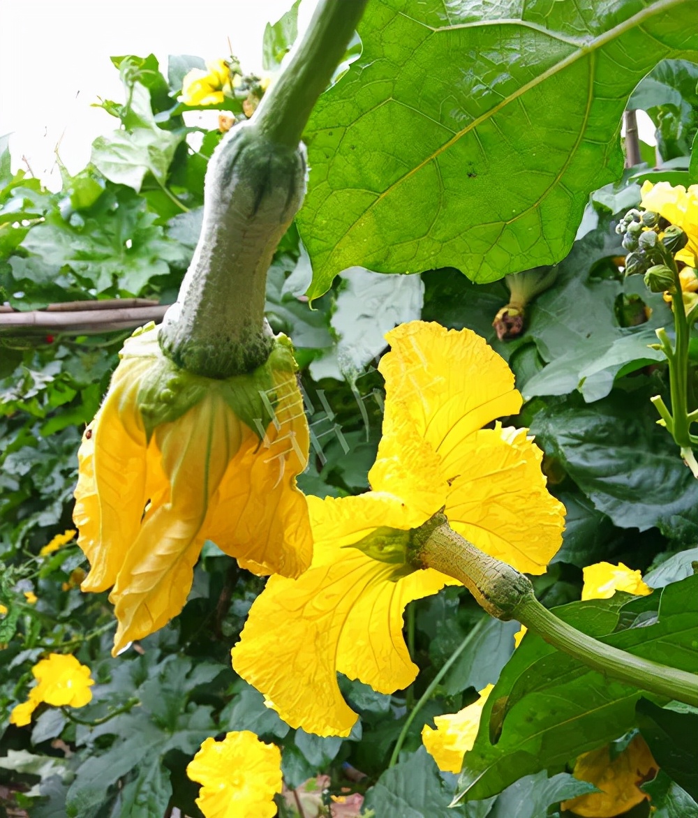 臺州的曾方明試種新品種，畝收入超過6萬元