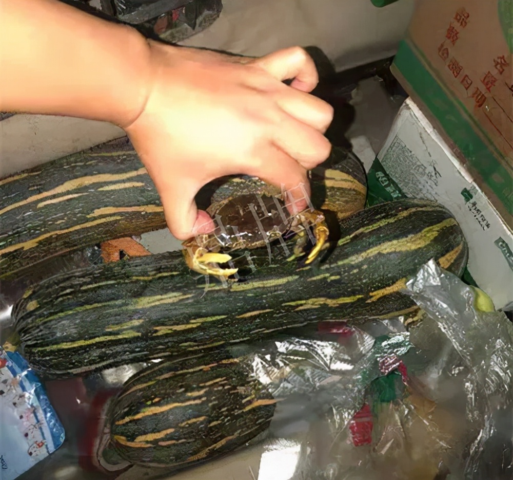 四川農(nóng)戶今年種“健美蜜本”南瓜產(chǎn)量高，品質(zhì)好，感覺巴適得很