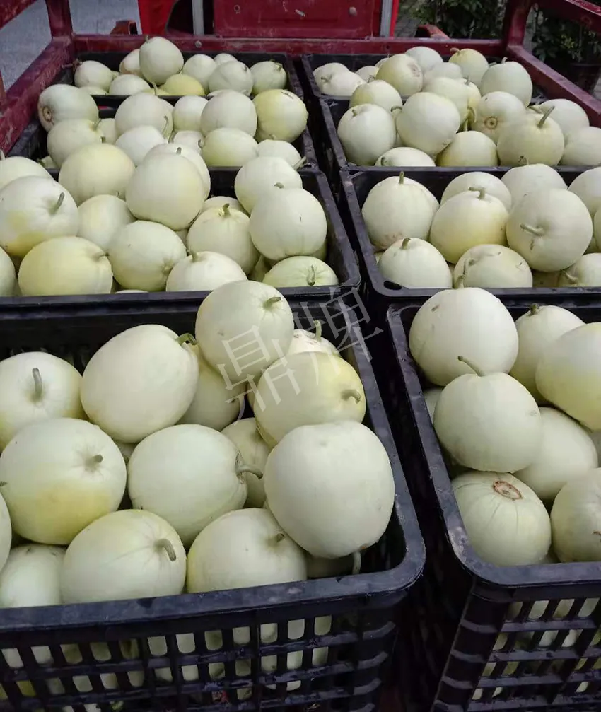 其他品種的甜瓜2塊1斤都賣(mài)不動(dòng)，我的玉奶香2號(hào)甜瓜2塊5直接搶