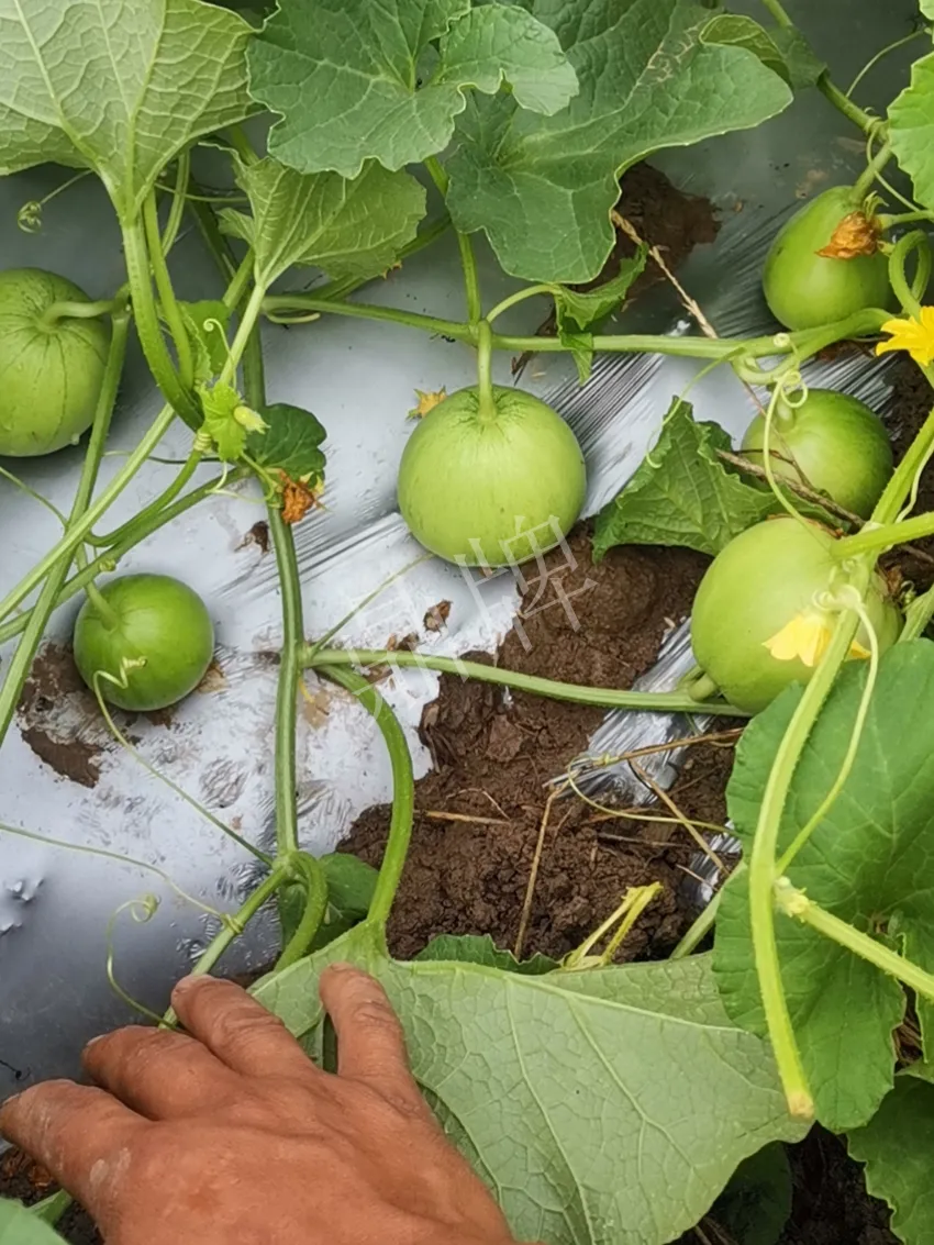 其他品種的甜瓜2塊1斤都賣(mài)不動(dòng)，我的玉奶香2號(hào)甜瓜2塊5直接搶