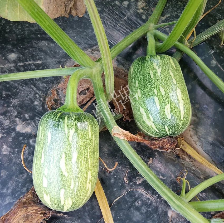 襄陽(yáng)農(nóng)民“押寶”押對(duì)了，這個(gè)品種幫他賺了2倍錢(qián)