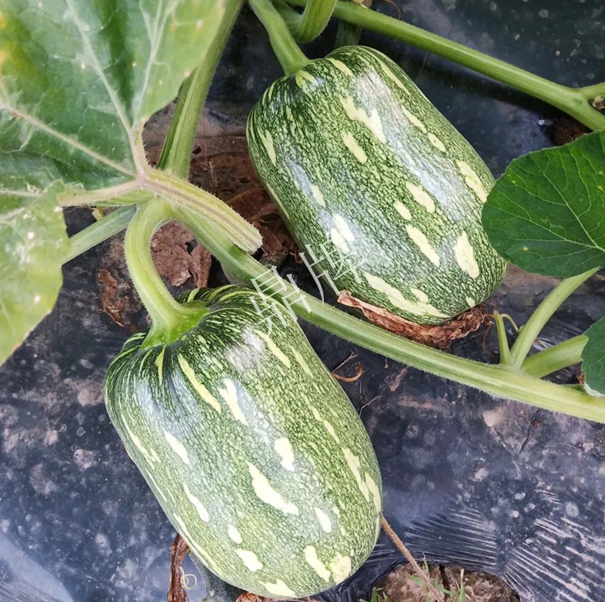 襄陽(yáng)農(nóng)民“押寶”押對(duì)了，這個(gè)品種幫他賺了2倍錢(qián)