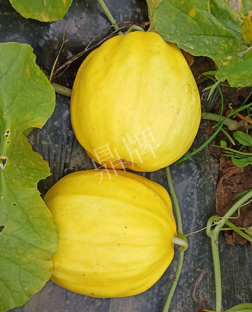 婁底瓜農(nóng)純賺50萬，我這個“張大膽”榮光了一把