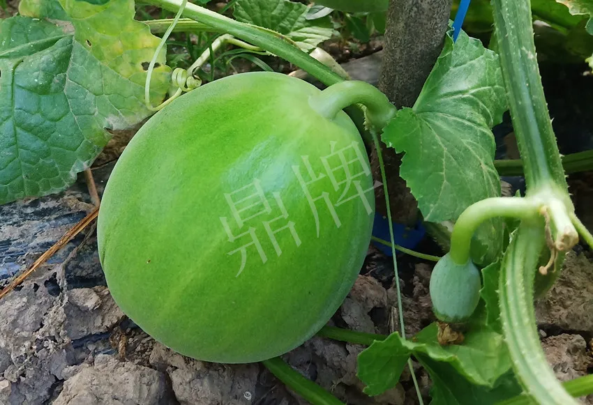 婁底瓜農(nóng)純賺50萬，我這個“張大膽”榮光了一把