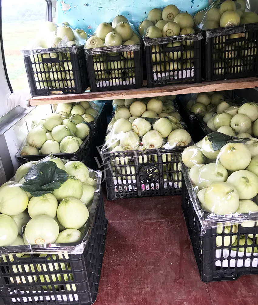 郴州農(nóng)戶種植新品種，果實(shí)又香又甜，很好賣