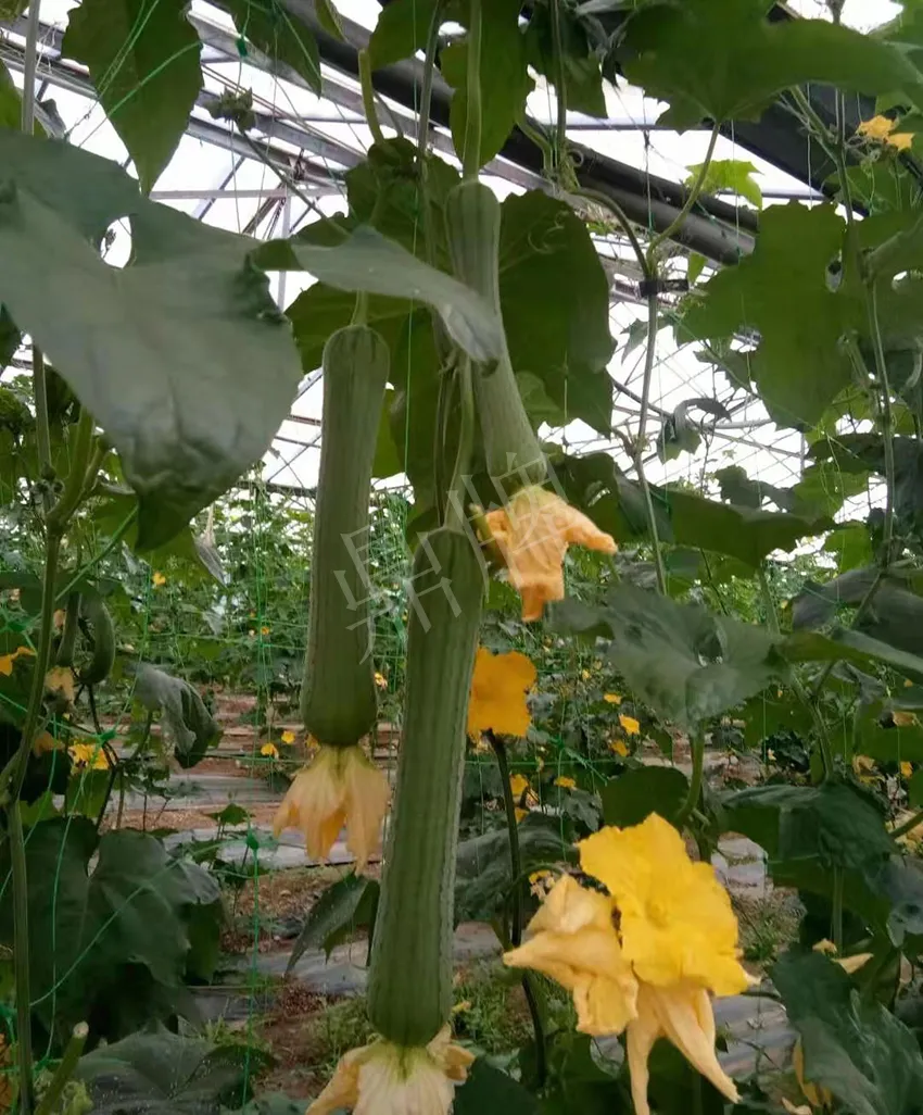 鎮(zhèn)江的何青萍，在法國種植“優(yōu)比1號”每公斤24元