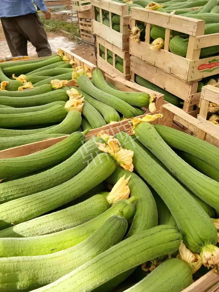 鎮(zhèn)江的何青萍，在法國種植“優(yōu)比1號”每公斤24元