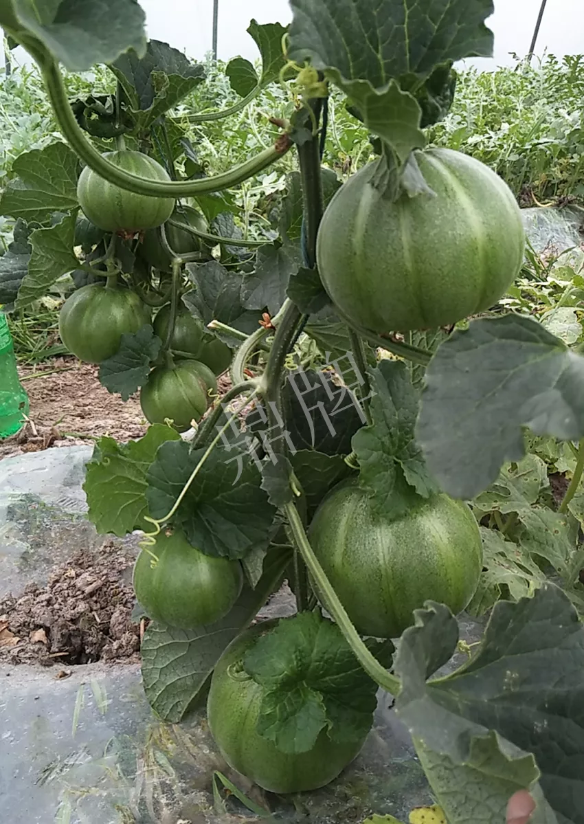 一株坐果15個，6元1斤，好賣得很