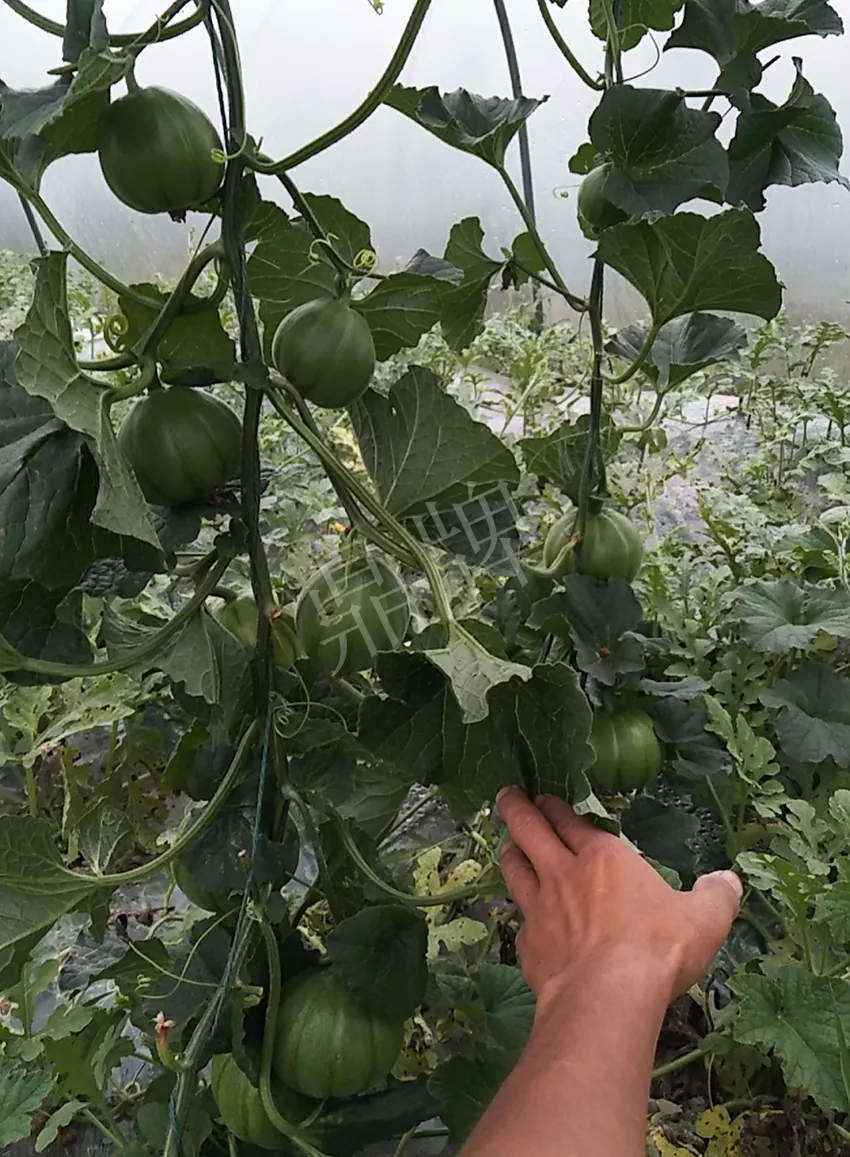 一株坐果15個，6元1斤，好賣得很