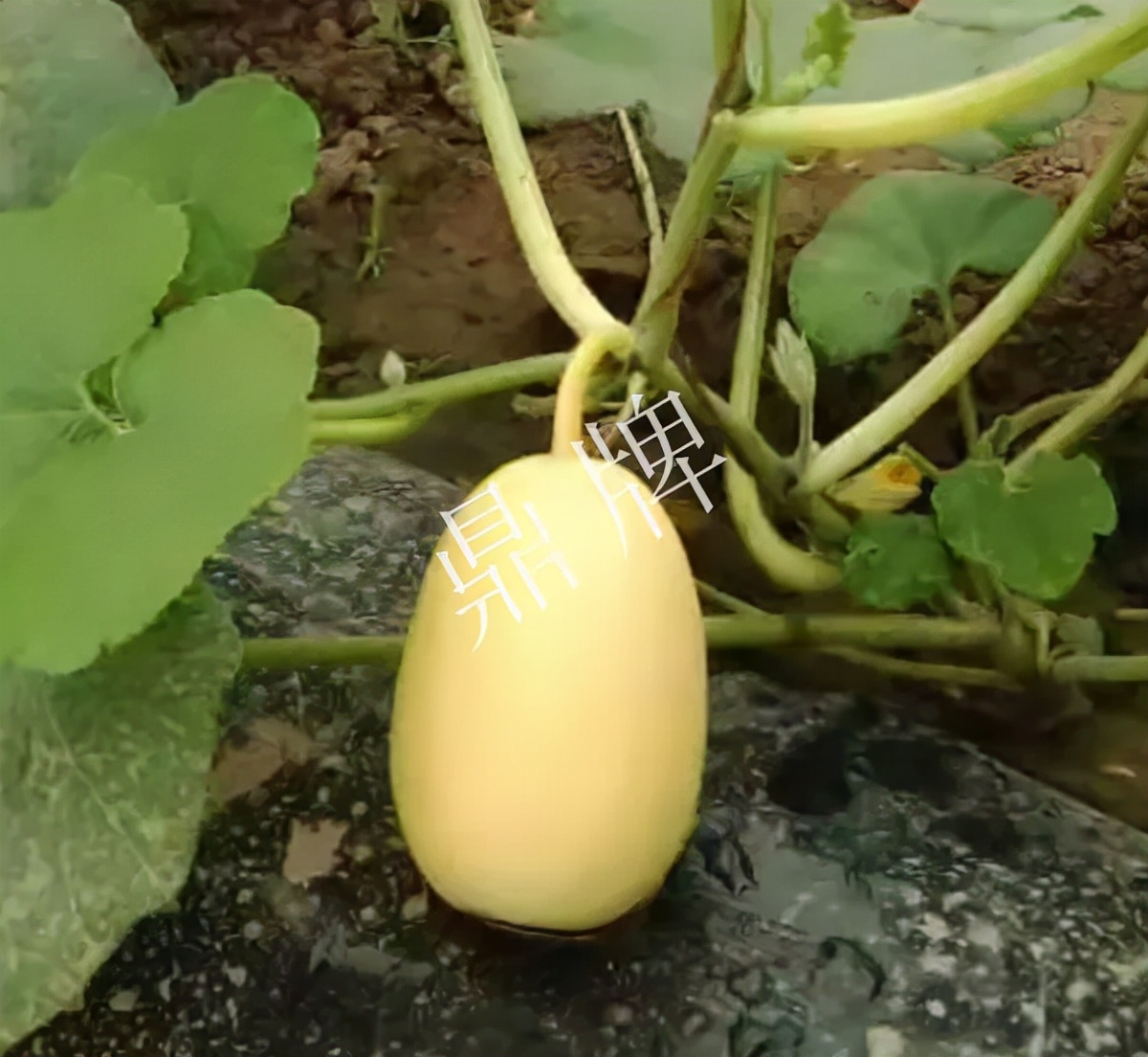 河南3月中旬就上市的“黃金筍瓜”，能買到14元/斤