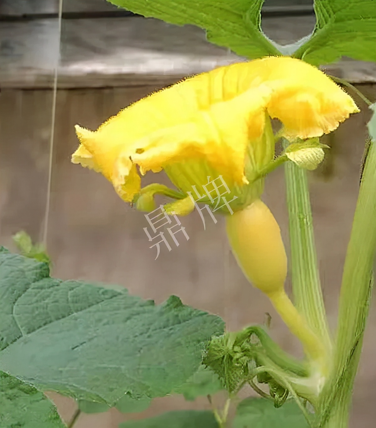 河南3月中旬就上市的“黃金筍瓜”，能買到14元/斤