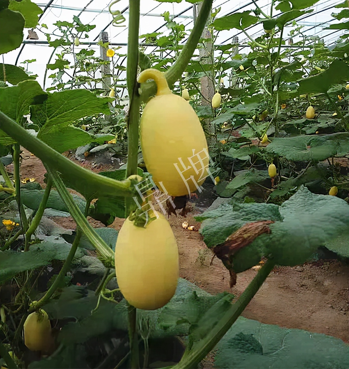 河南3月中旬就上市的“黃金筍瓜”，能買到14元/斤