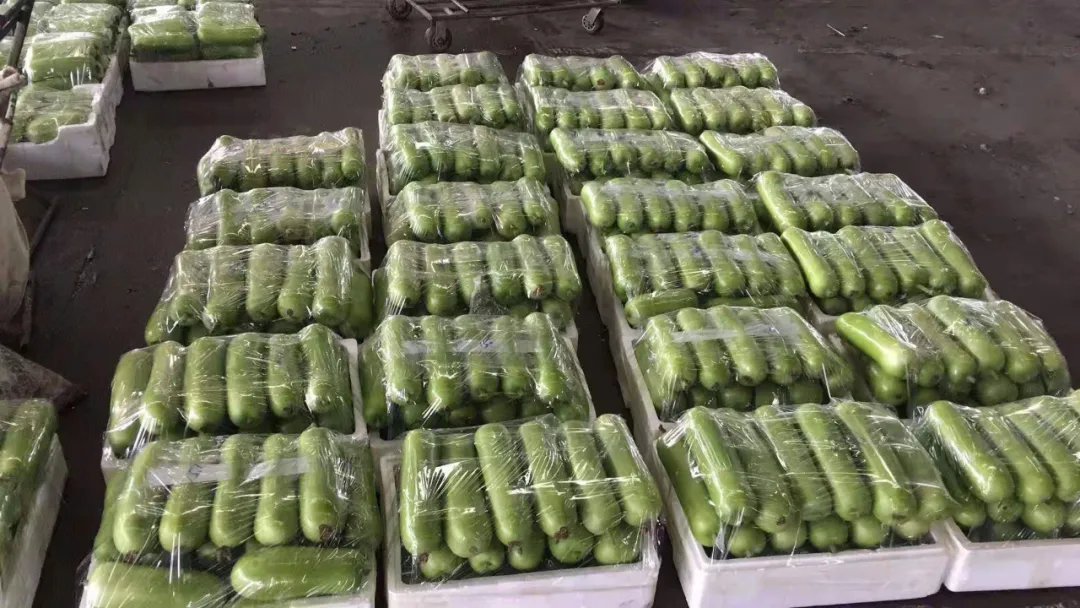 這個(gè)品種上市早，價(jià)格好！我連續(xù)種了三年，滿(mǎn)意