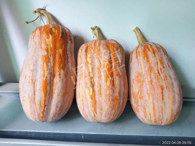蔬菜種子種植戶客戶點(diǎn)評(píng)-去年的南瓜，放到現(xiàn)在還完好！能賣(mài)什么價(jià)？