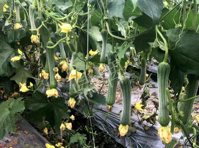 蔬菜種子種植戶客戶點(diǎn)評(píng)-這個(gè)絲瓜品種，找不到競(jìng)爭(zhēng)對(duì)手……