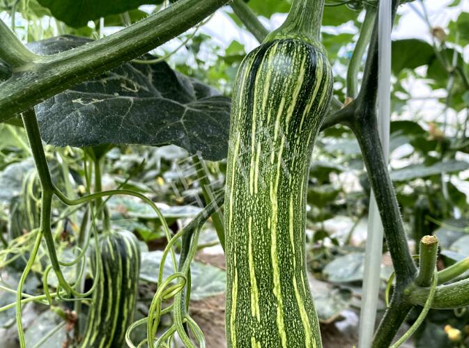 蔬菜種子種植戶客戶點(diǎn)評(píng)-打破常規(guī)，我的南瓜賣(mài)7元1斤……