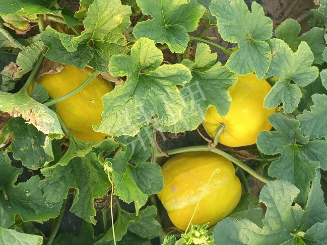 蔬菜種子種植戶客戶點(diǎn)評(píng)-種它！種它！高溫季節(jié)就種它！