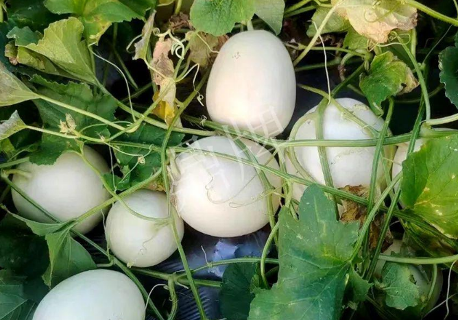 蔬菜種子種植戶客戶點(diǎn)評(píng)-巴適，巴適，這個(gè)甜瓜太巴適了！