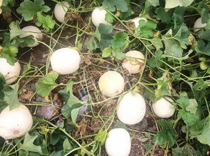 蔬菜種子種植戶客戶點(diǎn)評(píng)-什么？這個(gè)白皮甜瓜紅得發(fā)紫？