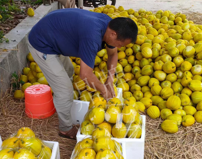 蔬菜種子種植戶客戶點(diǎn)評(píng)-這個(gè)品種抗性強(qiáng)、口感好，為我的合作社帶來(lái)了高收入!