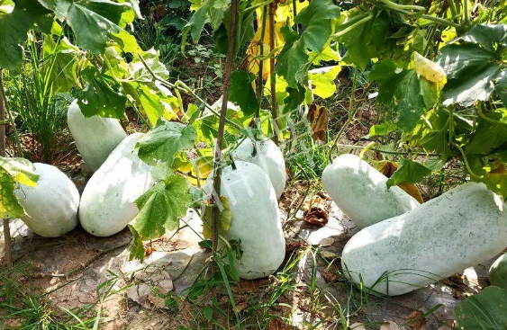 蔬菜種子種植戶客戶點(diǎn)評(píng)-驚訝！炎炎烈日下，小孩大聲喊：“大雪球！大雪球……”怎樣一回事？