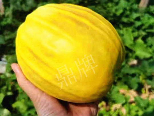 蔬菜種子種植戶客戶點(diǎn)評(píng)-我的甜瓜賣20元1市斤，與大家分享…