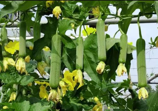 蔬菜種子種植戶客戶點(diǎn)評(píng)-每畝收入2萬元！這個(gè)絲瓜品種大受歡迎！