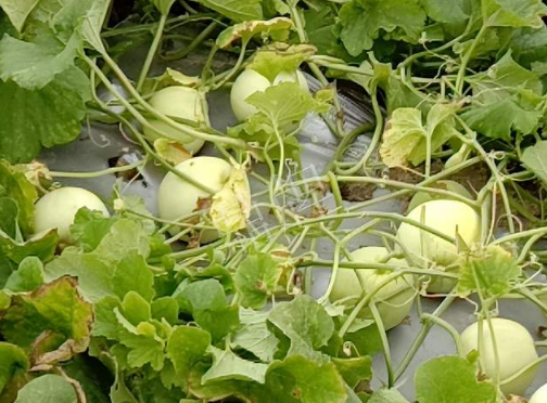 蔬菜種子種植戶客戶點(diǎn)評-種植甜瓜20年，這個(gè)品種讓我更省心！