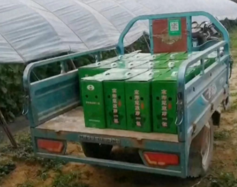 蔬菜種子種植戶客戶點(diǎn)評-很暢銷！團(tuán)購6元一斤，這瓜夠香、夠甜、夠得勁兒！