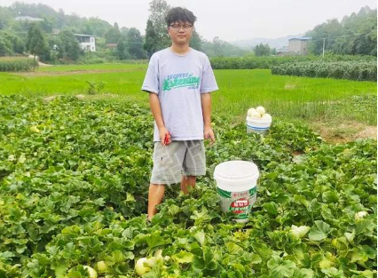 蔬菜種子種植戶客戶點(diǎn)評-甜瓜新品上市，每個(gè)賣9元，很暢銷！