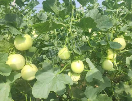 蔬菜種子種植戶客戶點(diǎn)評-種植這個(gè)新品種，我感到非常滿意！