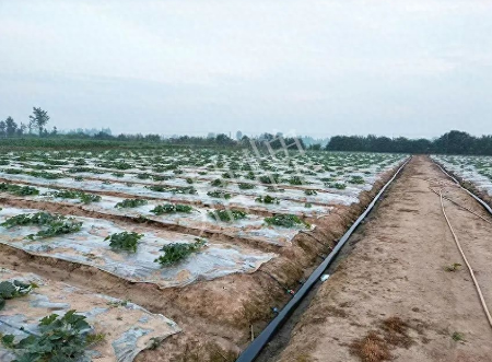 蔬菜種子種植戶客戶點(diǎn)評-80后大廚回鄉(xiāng)種甜瓜，第一年就賺15萬！