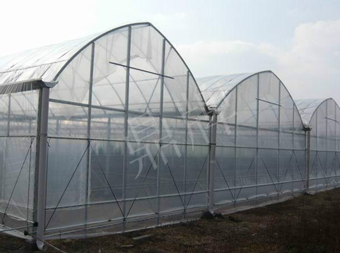 蔬菜種子種植戶客戶點(diǎn)評-鼎牌瓠瓜上市早，地頭批發(fā)價(jià)達(dá)到8元/斤，種植基地王老板告訴您！