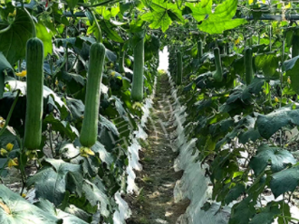 蔬菜種子種植戶客戶點(diǎn)評(píng)-高手在民間，浙江蒼南的絲瓜在下半年至春節(jié)，都有大量上市！