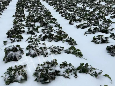 蔬菜種子種植戶客戶點(diǎn)評(píng)-春節(jié)期間，2畝雜交“東漢菜”一批就賣了2萬多元！