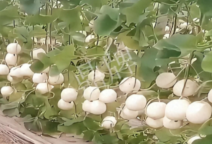 蔬菜種子種植戶客戶點(diǎn)評(píng)-現(xiàn)在的瓜菜價(jià)格不好，但我種植的優(yōu)質(zhì)甜瓜還是有好的收入！