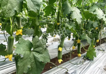 蔬菜種子種植戶客戶點(diǎn)評(píng)-這個(gè)新品種好不好？？？見證的時(shí)候到了！