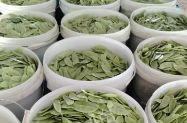 蔬菜種子種植戶客戶點(diǎn)評(píng)-時(shí)隔20年，我再種這個(gè)品種，大家來看看，怎么樣？