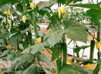 蔬菜種子種植戶客戶點(diǎn)評(píng)-一株結(jié)瓜30多個(gè)，價(jià)錢好，賺了！