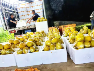 蔬菜種子種植戶客戶點(diǎn)評(píng)-這位老板像初戀一樣，獨(dú)愛“金美2號(hào)”