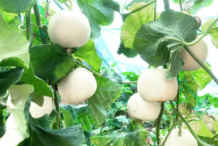 蔬菜種子種植戶客戶點(diǎn)評(píng)-丁老板說(shuō)：種植這個(gè)品種，獲得了滿意的收入，確實(shí)“爽歪歪”