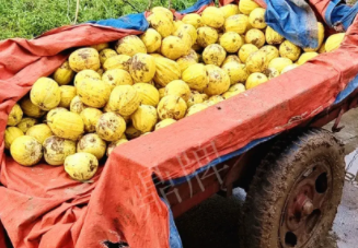 蔬菜種子種植戶客戶點(diǎn)評(píng)-持續(xù)暴雨天氣，這個(gè)品種幫我們渡過(guò)了難關(guān)，收入還滿意！