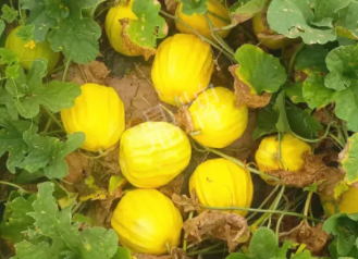 蔬菜種子種植戶客戶點(diǎn)評(píng)-瓜農(nóng)說(shuō)：“還得是這個(gè)品種啊！”，什么品種讓種植戶如此感慨？