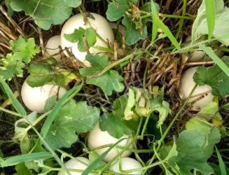 蔬菜種子種植戶客戶點(diǎn)評(píng)-一個(gè)會(huì)寫(xiě)詩(shī)的農(nóng)民，把甜瓜種在草叢中，結(jié)果怎樣？