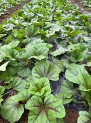 蔬菜種子種植戶客戶點(diǎn)評(píng)-第一次種植這種菜，現(xiàn)在可以上市了，大家?guī)臀医ㄗh一下，能賣個(gè)什么價(jià)格？